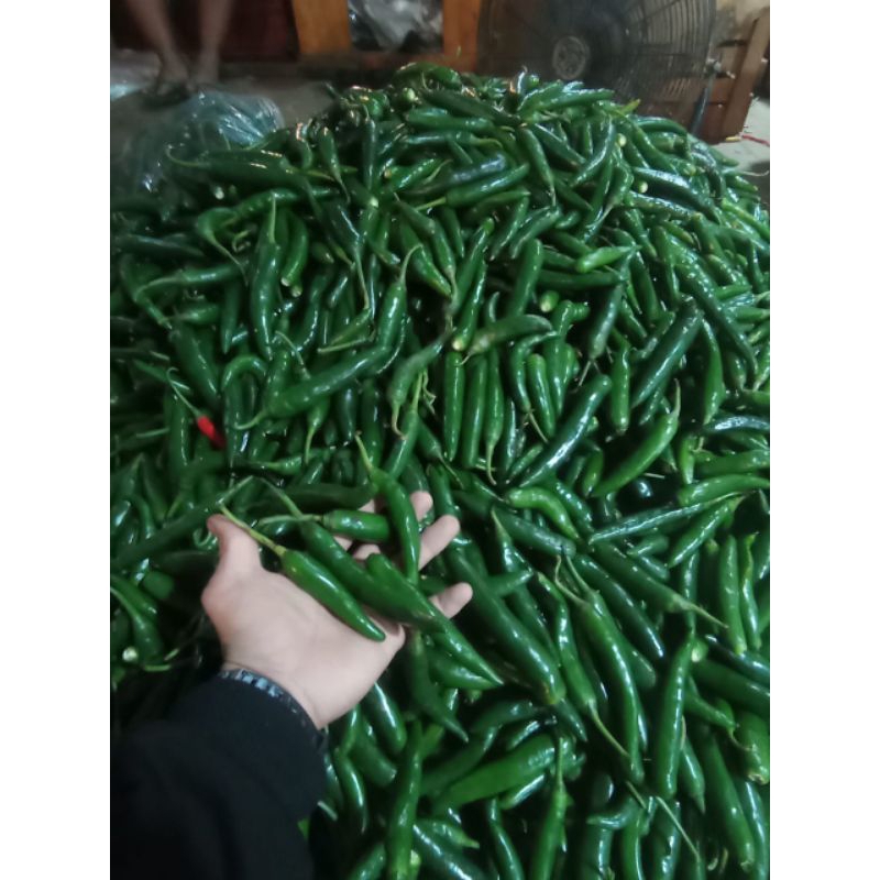 

cabe ijo per 1kg