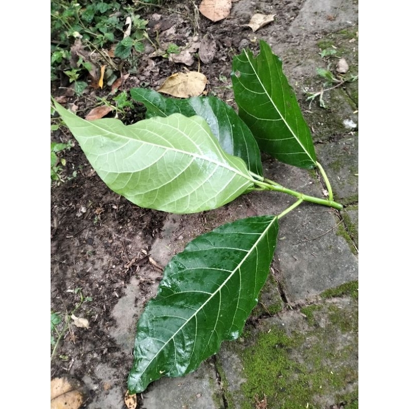 

daun Awar awar segar