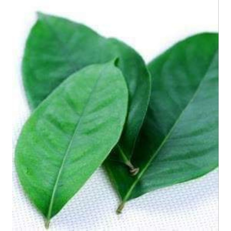 

daun salam segar 10 lebar