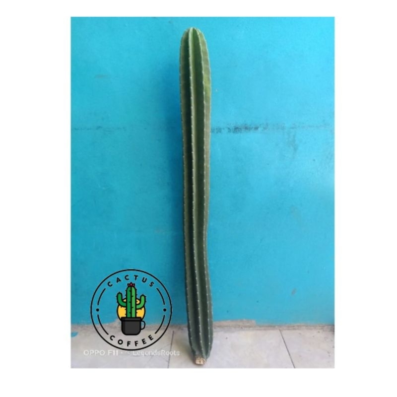 Tanaman Hias Kaktus Koboi Tinggi 1,Meter /Tanaman Kaktus koboi Bunga Kaktus koboi / Pohon Kaktus kob