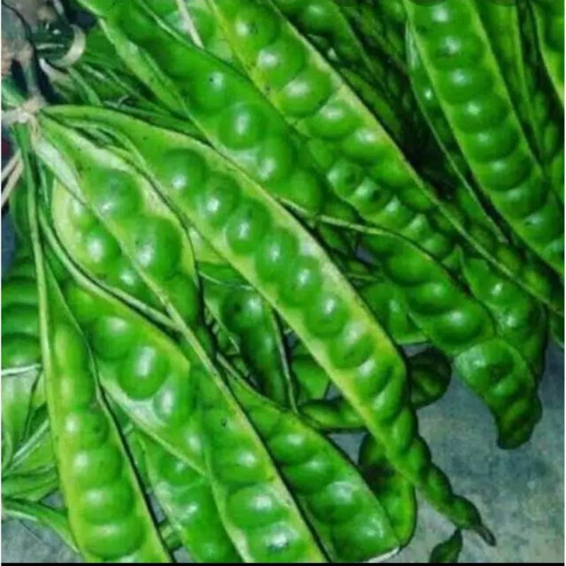 

petai/pete jawa segar