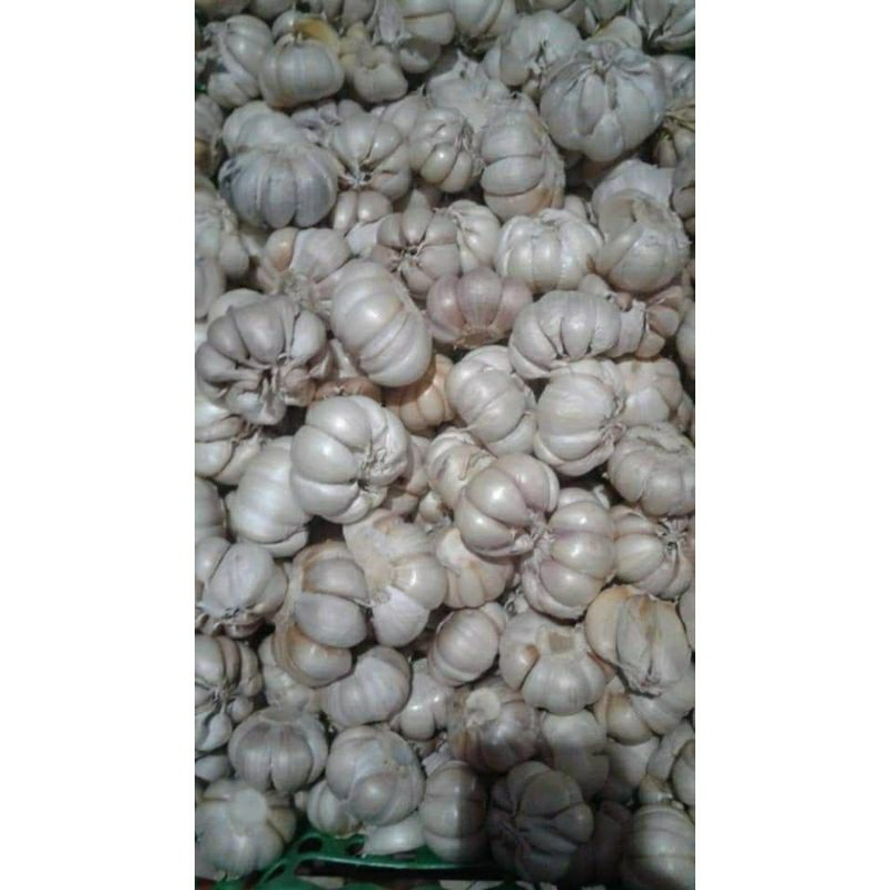 

BAWANG PUTIH SINCO