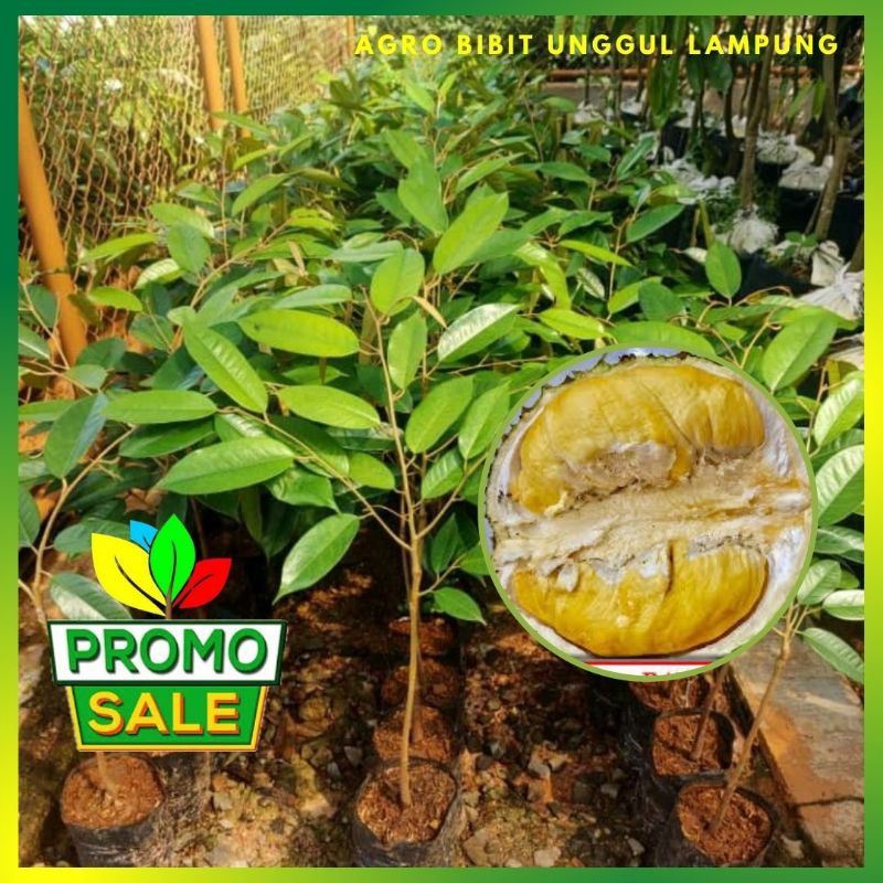 Bibit Durian Bawor Asli Tananam Genjah Okulasi Cepat Berbuah