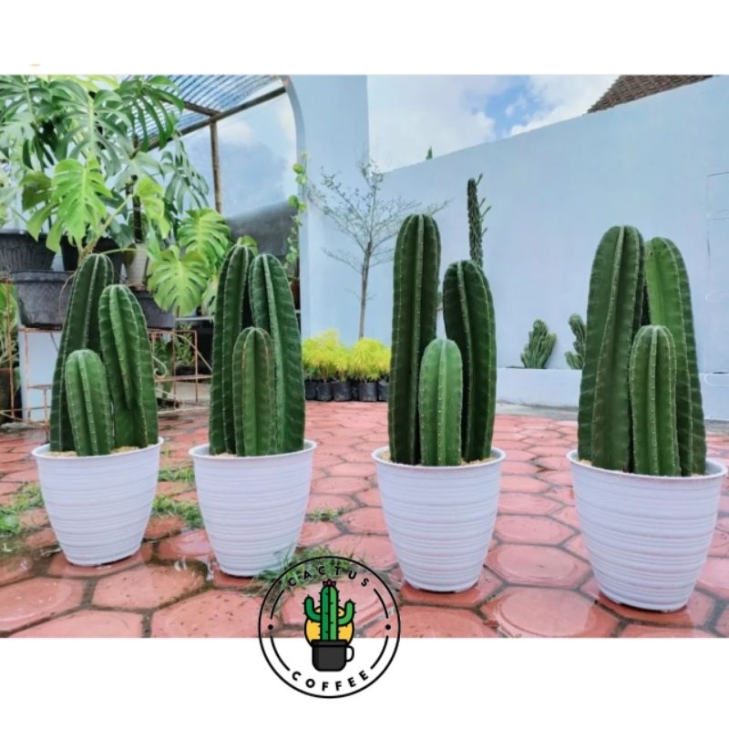 PAKET HEMAT Kaktus Koboi Isi 3 Ukuran Berbeda / Tanaman Hias Kaktus koboi // Pohon Kaktus koboi Tana