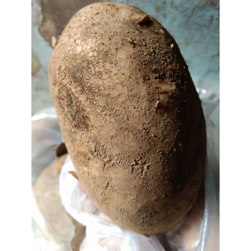 

Kentang dieng segar ukuran besar(harga 1kg)