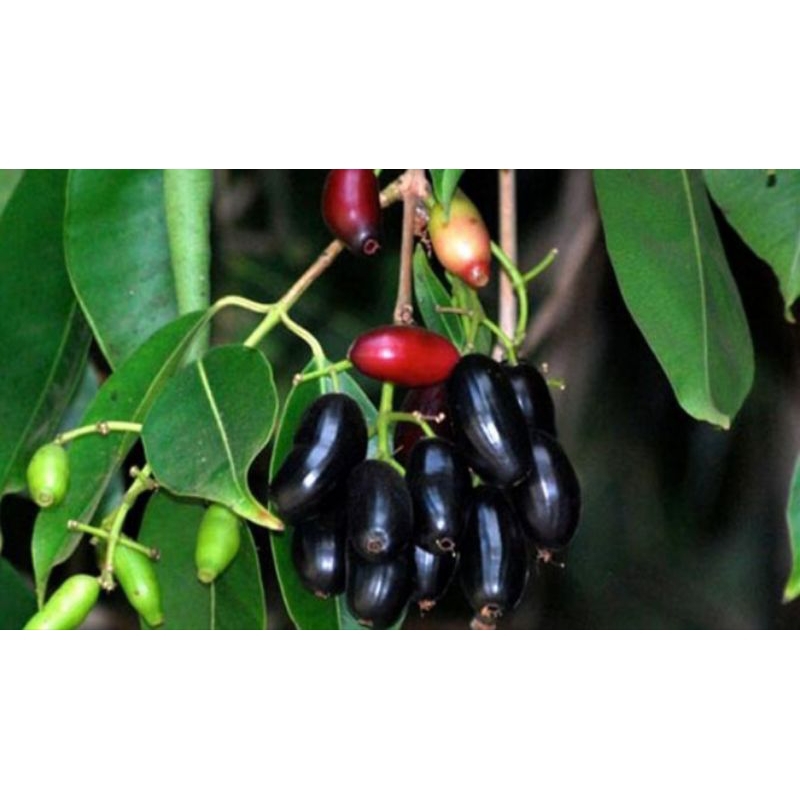 

1kg Buah Juwet/Jamblang