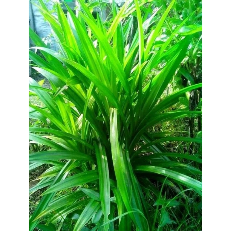 

daun pandan