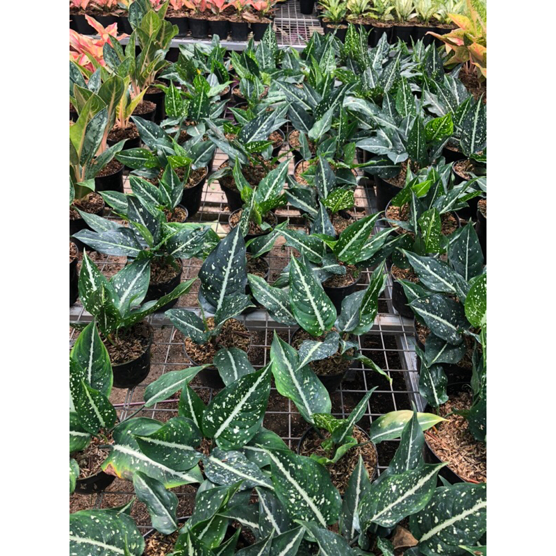 Aglaonema Sirkit