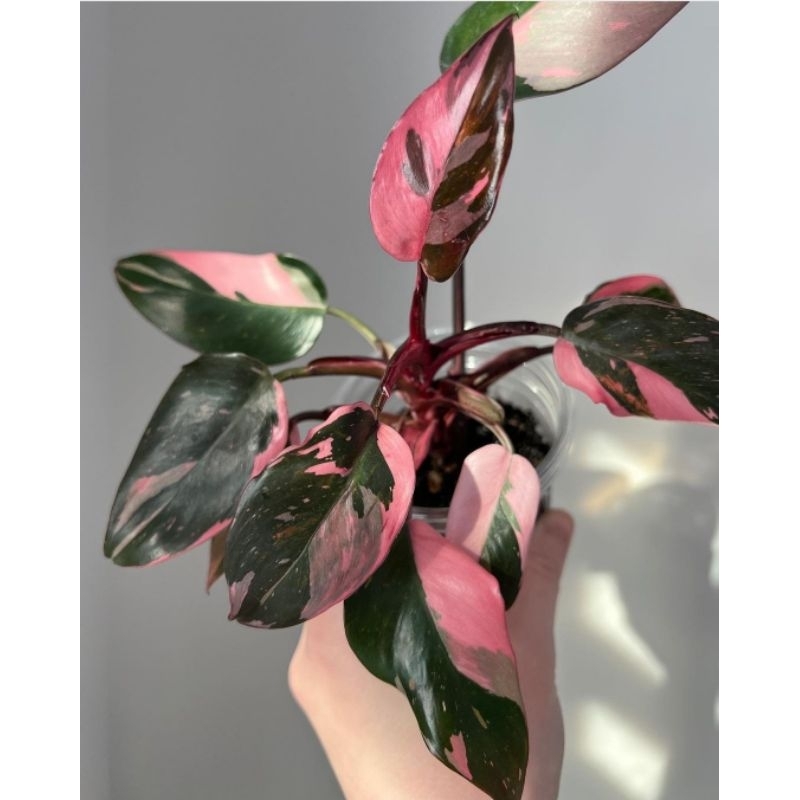 Philodendron princes pink - tanaman hias philo pink princes - philo murah