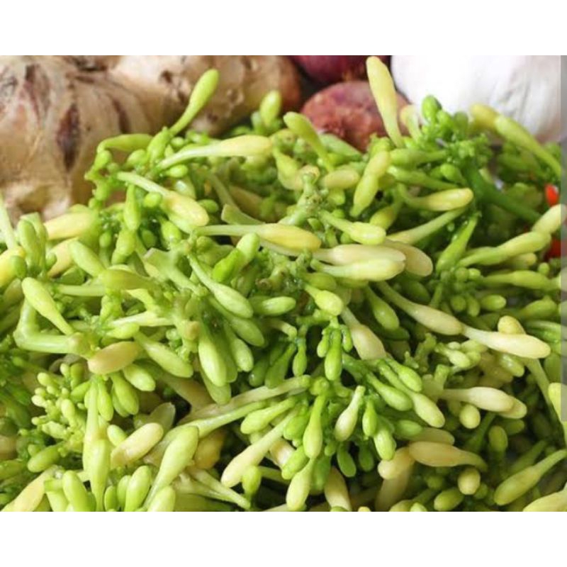 

BUNGA PEPAYA PER 100 GR SAYUR SEGAR PALEMBANG