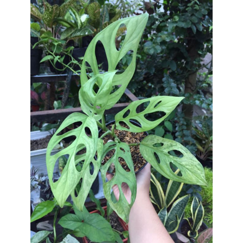 Janda bolong varigata