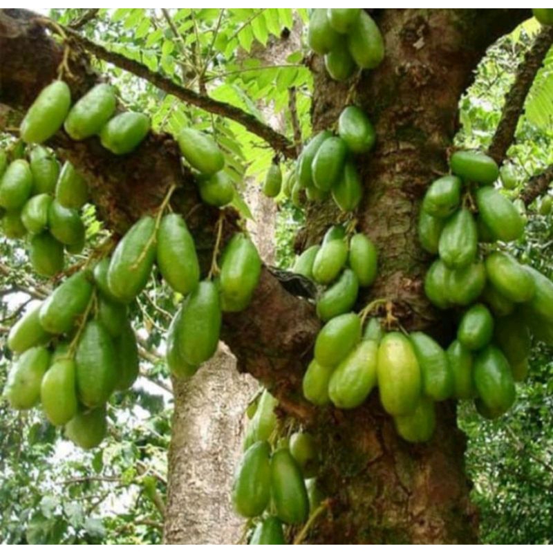 

Buah Belimbing Wuluh / Belimbing Sayur Segar
