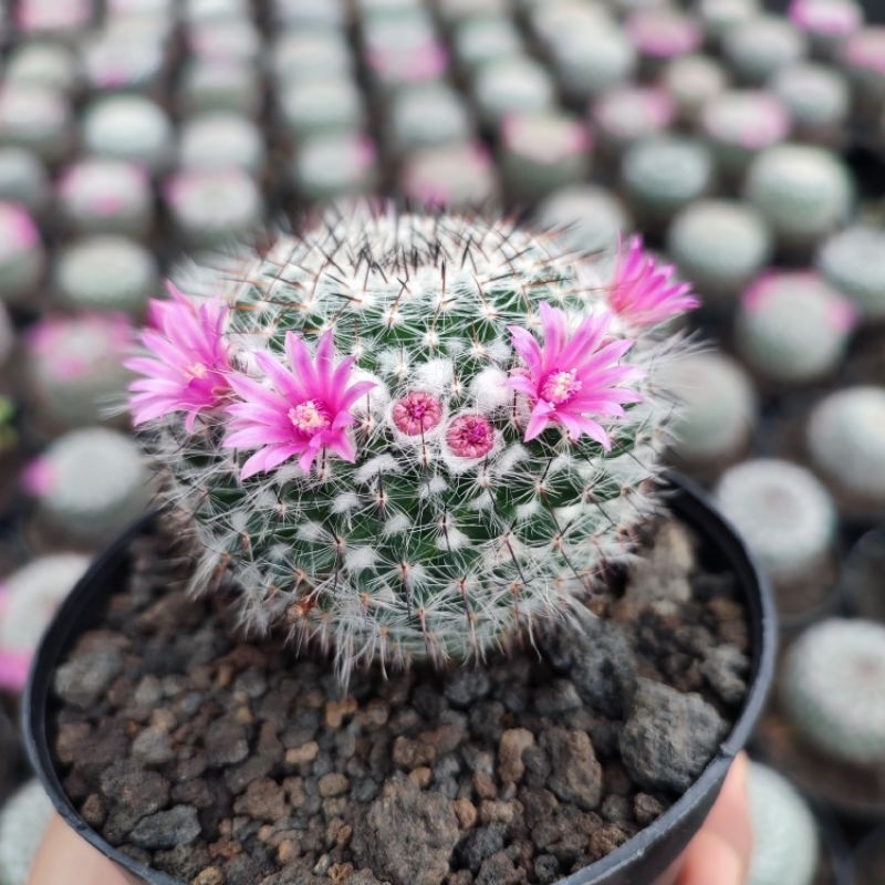 Mammillaria Woodsii | D 10 Cm | Kaktus