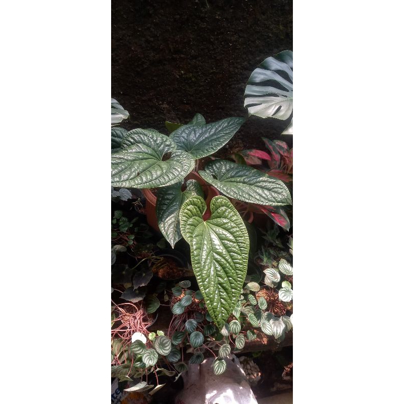 ANTHURIUM RADICANS (Anthurium Sirih)