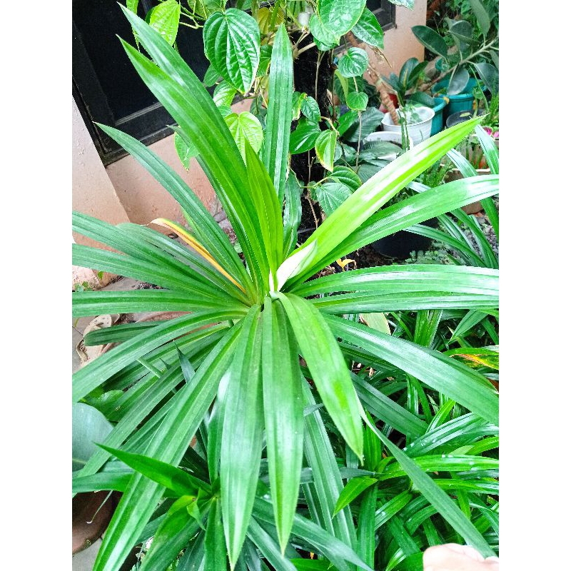 

Bumbu Masakan/Pewarna Alami/Herbal Daun Pandan Segar 100 Gram