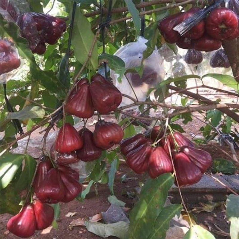 pohon jambu air citra jumbo Ukuran tinggi 2 meter up,batang besar hasil cangkok sudah pernah berbuah