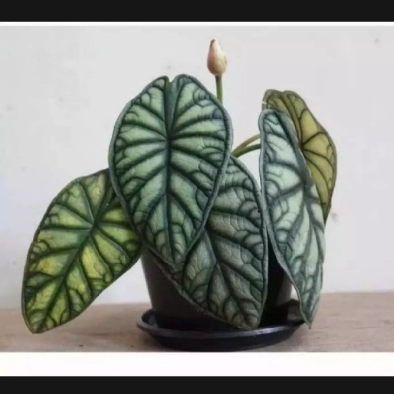 Bonggol PUCUK ALOCASIA SCALE DRAGON (keladi tengkorak) Siap tanam