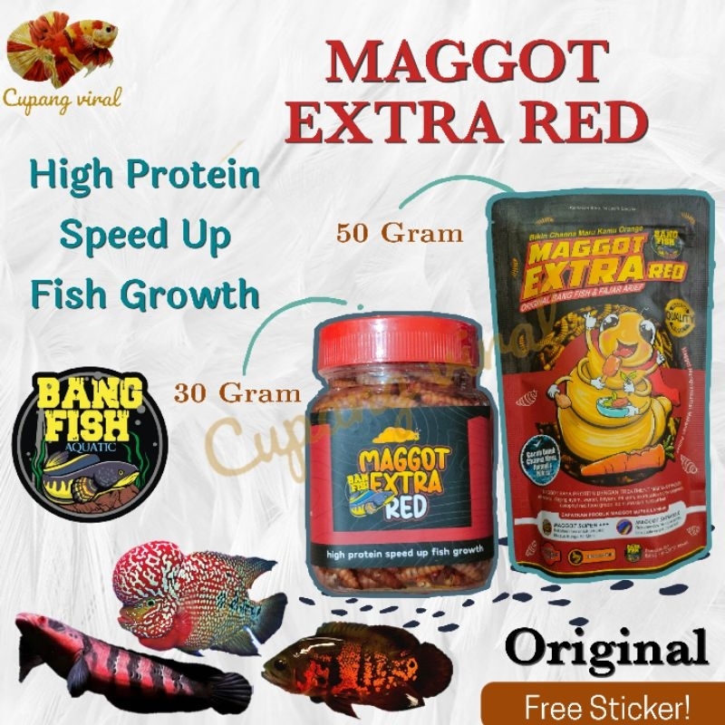 Maggot Extra Red BANG FISH AQUATIC Tinggi Protein Channa Red