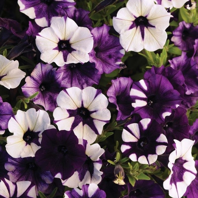 bibit petunia f1