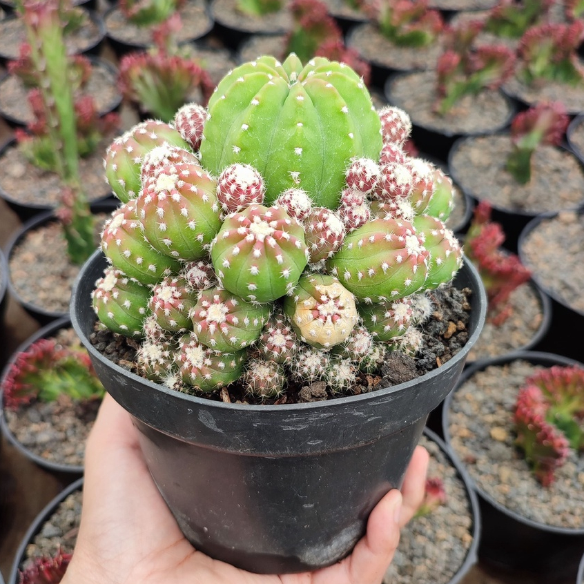 Echinopsis Inermis | D 12 Cm | Kaktus