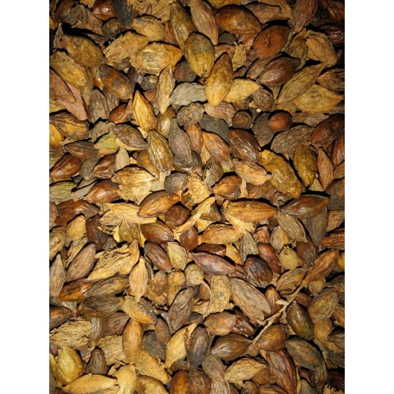 biji pohon ketapang kencana