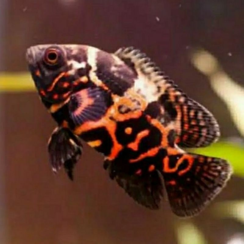 OSCAR TIGER 15CM (3 JARI)