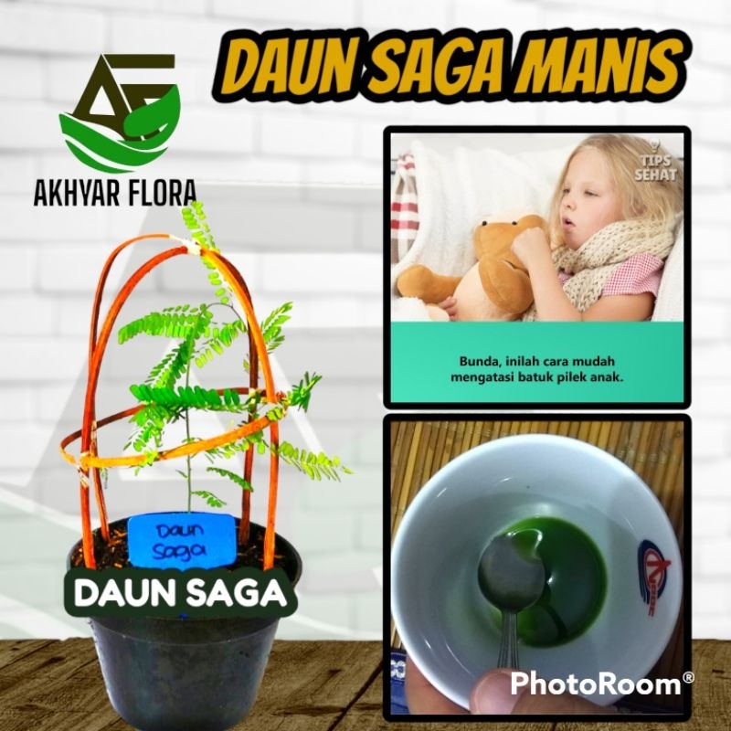 Saga Rambat Manis Tanaman Herbal Daun Saga Mengobati Batuk dan Sariawan Pohon Saga