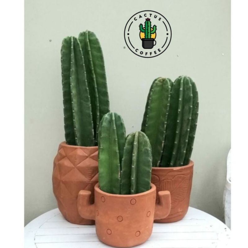 Paket 6 Kaktus Koboi Tanpa Duri Tinggi 30-40Cm / Tanaman Hias Kaktus koboi / Tanaman Kaktus koboi / 