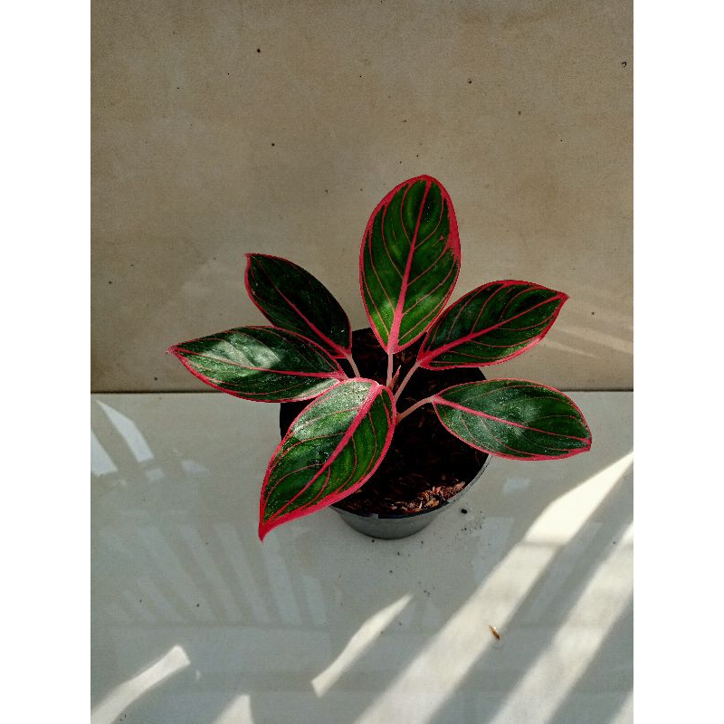 aglaonema kanza
