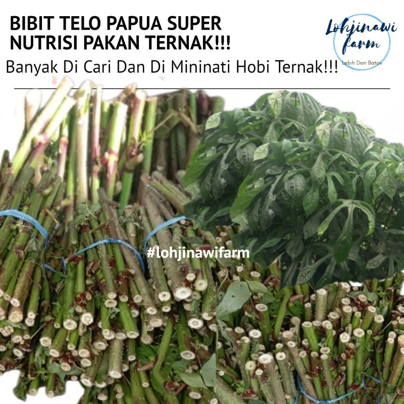 Bibit Stek Singkong Papua Telo Papua Super Nutrisi Pakan Ternak Kambing, Etawa, PE. LOHJINAWI FARM