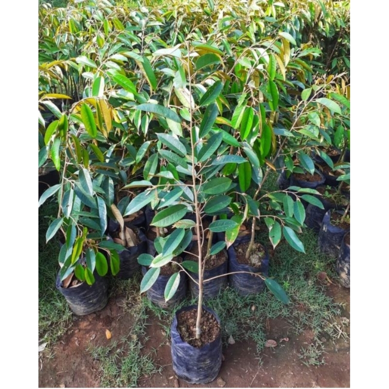 Bibit Durian Bawor Okulasi 1 Meter