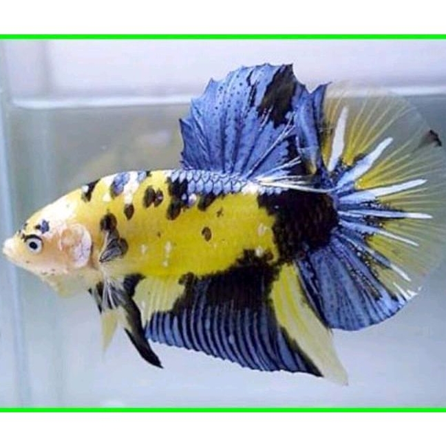 PK yellow base multicolor bisa COD