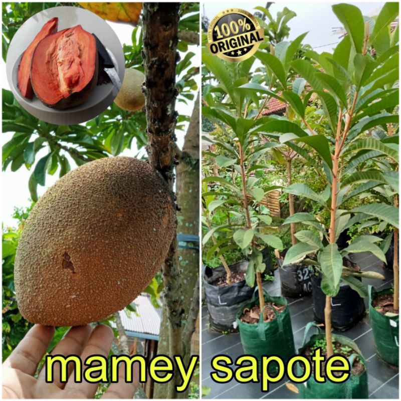 bibit Buah Sultan MAMEY SAPOTE/Sawo Raksasa
