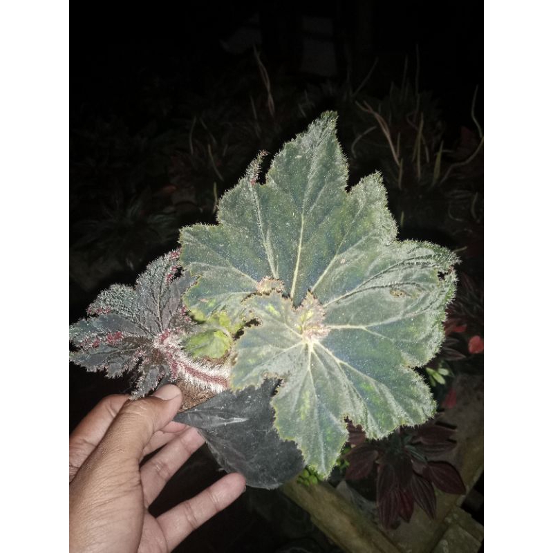 begonia keong hitam