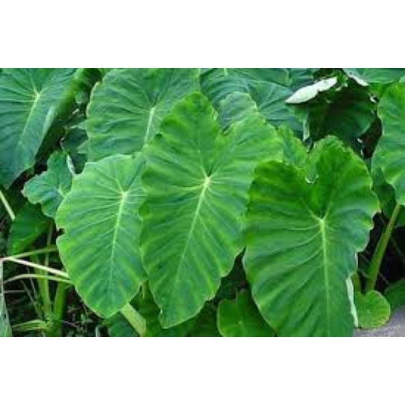 

DAUN TALAS FRESH 1KG SERBAGUNA