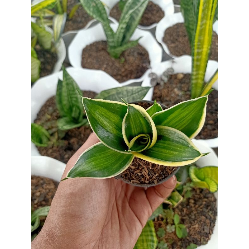 sansevieria pagoda varigata