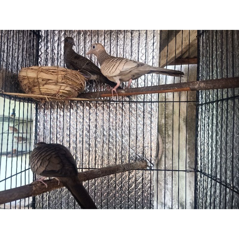 Perkutut anakan cemani majapahit