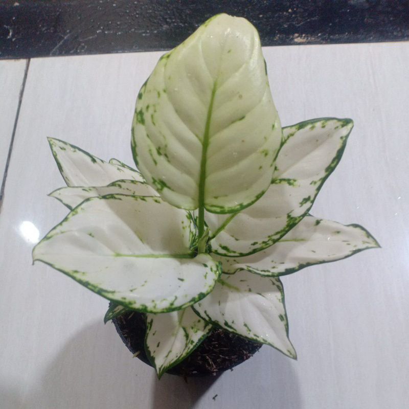 Aglonema super white tisu