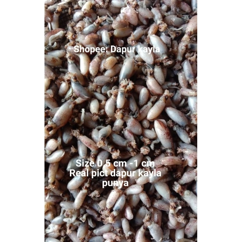 

baby cumi Medan premium size 0,5 - 1 cm