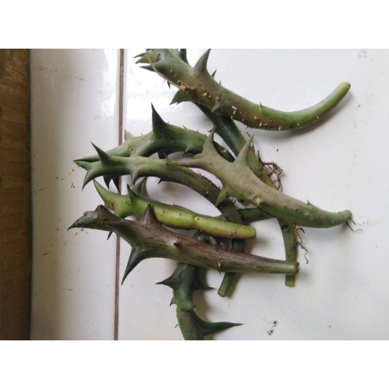 potelan medium kaktus huernia orbea kaktus cula badak