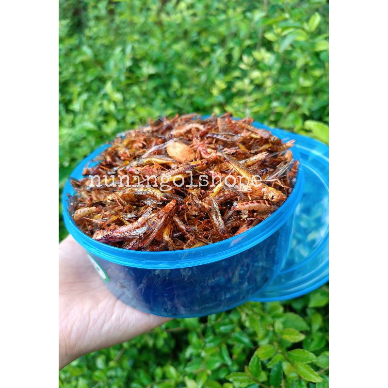 

BELALANG GORENG / WALANG GORENG RASA GURIH TIDAK PEDAS