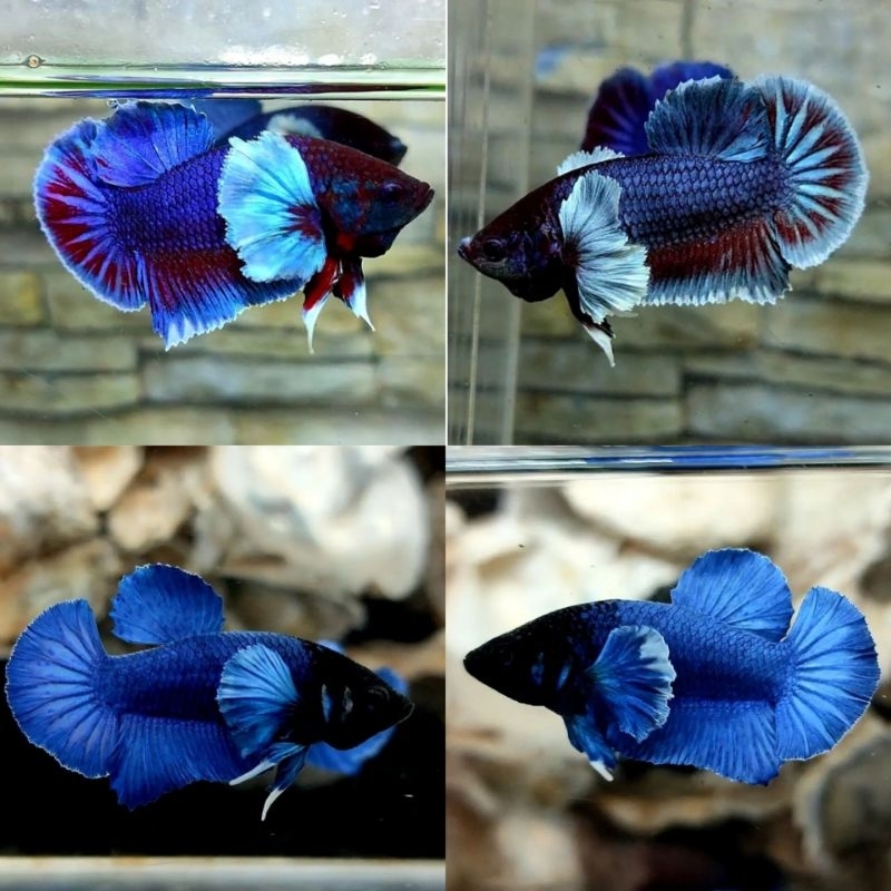 Betina/female cupang Dumbo ear blue