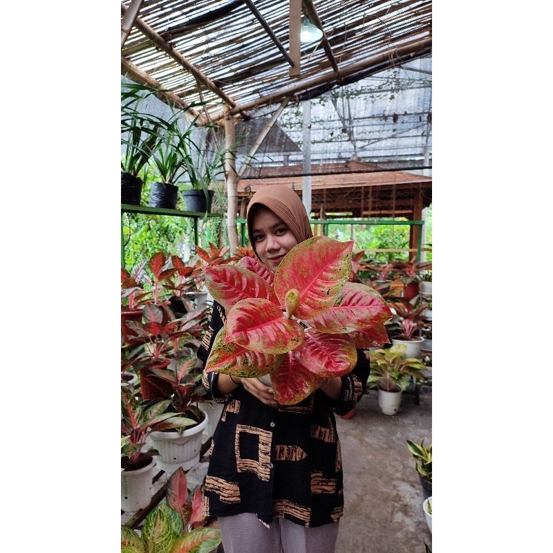 Aglonema mahaseti size jumbo dan indukan
