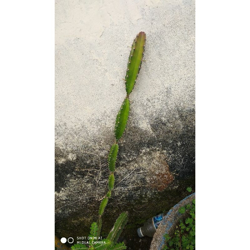Kaktus belimbing jenis Rantai Rayap / Kaktus Cicak / kaktus spiderman ijo