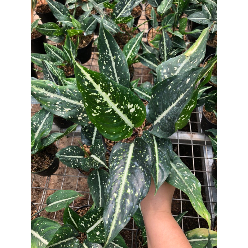 Aglaonema Sirkit