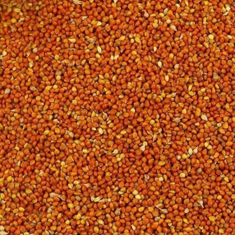 pakan bijian milet putih canaryseed nigerseed jewawut biji sawi 250gr