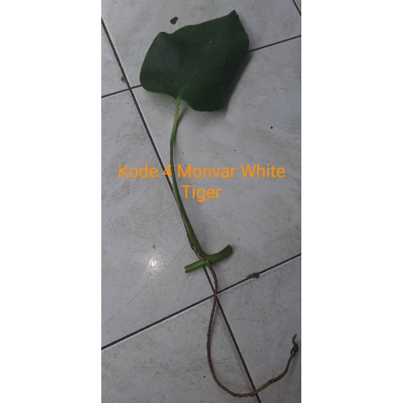 Monstera Varigata White Tiger