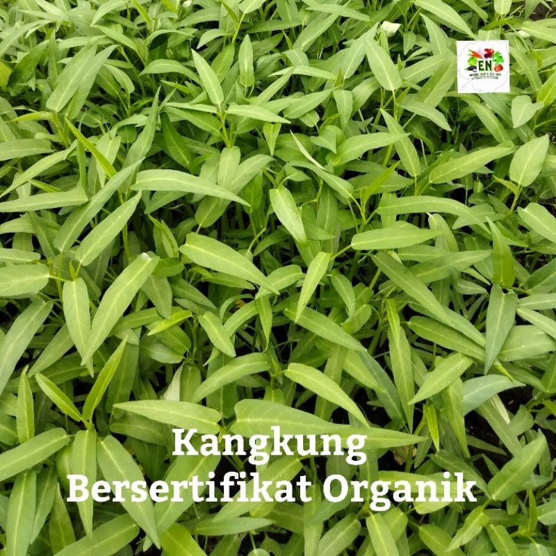 

1kg Sayur Kangkung 100% Sertifikat Vegetable Murah Sehat Healthy Life Grosir Supermarket