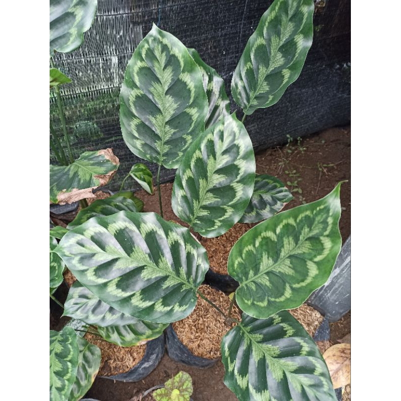 Calathea Veitchiana / Calathea Merak / Calathea Peacock