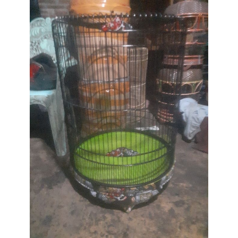 sangkar murai tebok kayu non ross